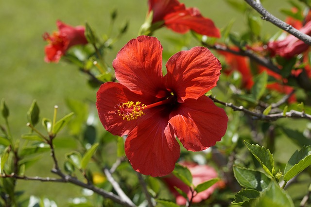 hibiscus 1554734 640 - 12 ch&aacute;s para desinchar - de forma r&aacute;pida e saud&aacute;vel