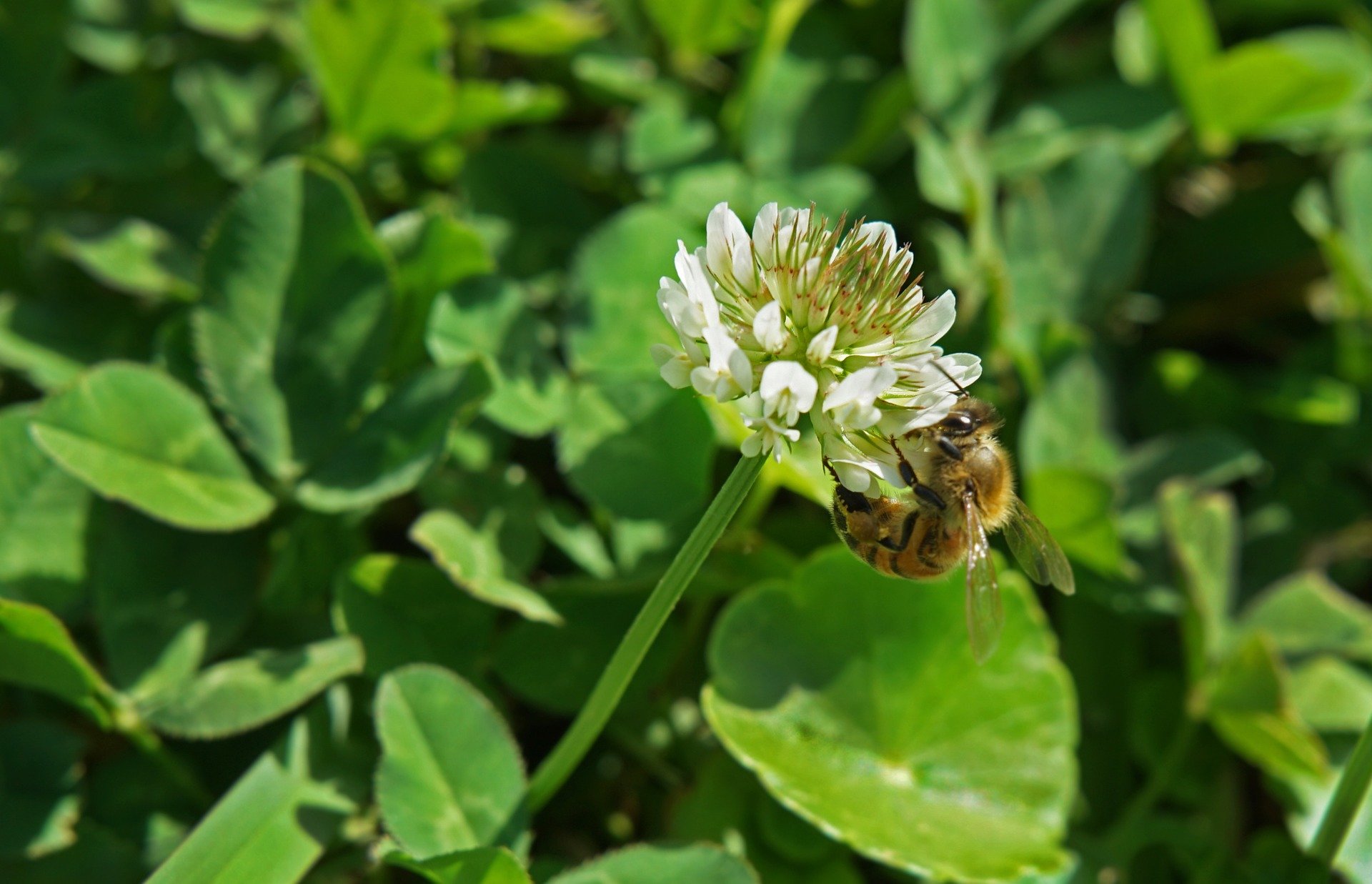 nature 3342945 1920 - 12 ch&aacute;s para desinchar - de forma r&aacute;pida e saud&aacute;vel